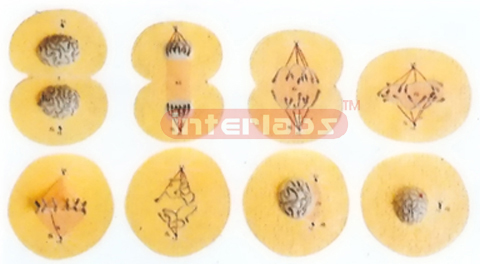 CELL DIVISIONS AND DEVELOPMENTS DEMONSTRATION MODELS